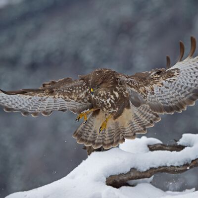 7. Platz: Valter Pallaoro - Poiana