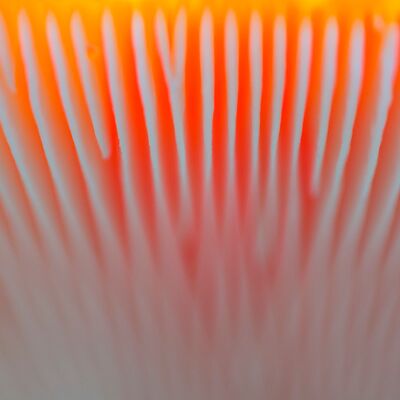 9. Platz: Johannes Wassermann - Lamellen