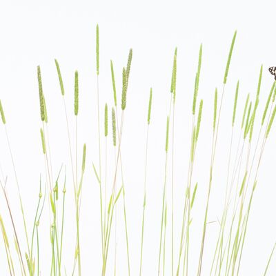 1. Platz: Hugo Wassermann - Schachbrettfalter