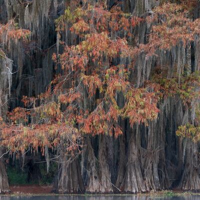 10. Platz: Maurizio Barchi - Bosco autunnale
