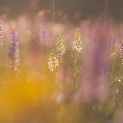 10. Platz: Alfred Erardi - Händelwurz