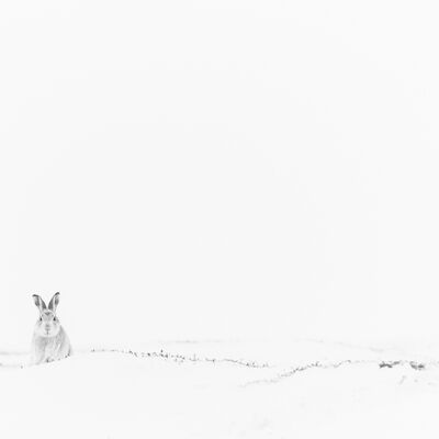 2. Platz: Gerd Tauber - Schneehase