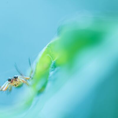 4. Platz: Gerd Tauber - Spinne