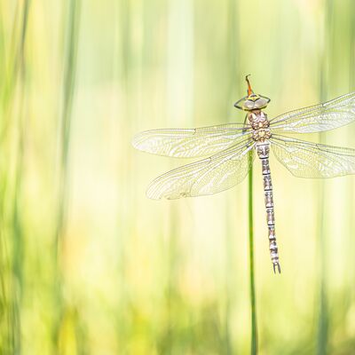 5. Platz: Hubert Hilscher - Libelle