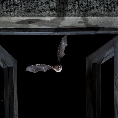 9. Platz: Giovanni Maurizi - Pippi