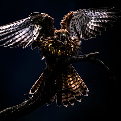 9. Günther Plaickner - Schrei des Falken