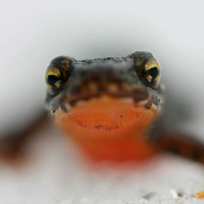 4. Platz: Taschler Georg - Am Laichplatz