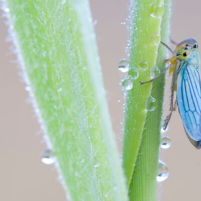 5. Platz: Alfred Erardi - Zikade