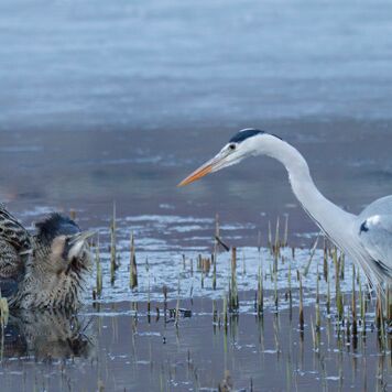 1. Platz: Erich Obkircher - Rohrdommel