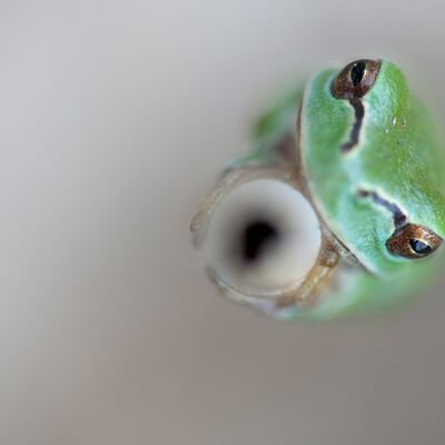 3. Platz: Johannes Wassermann - Laubfrosch