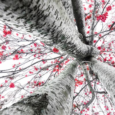 1. Platz: Georg Kantioler - Vogelbeerbaum