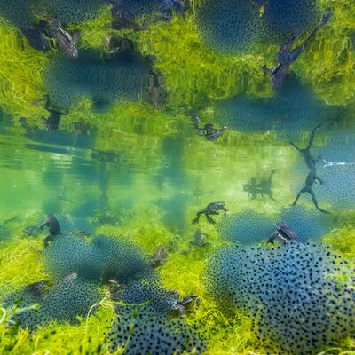 1. Platz: Manuel Plaickner  - Frühling im Teich