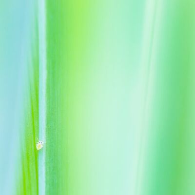 2. Platz: Hugo Wassermann - Luzernefloh