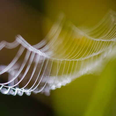 3. Platz: Karl Oberlechner - Spinnennetz
