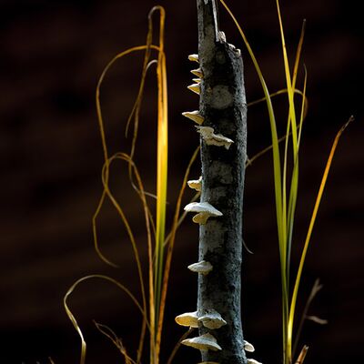 4. Platz: Konrad Bachmann - Baumpilze