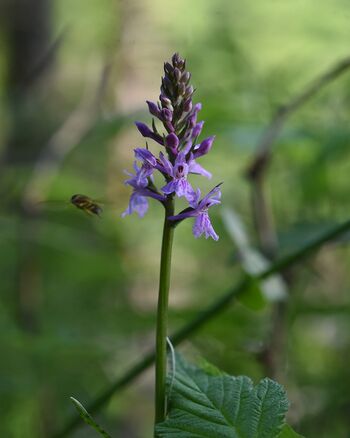 Dactylorhiza fuchsii