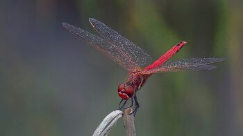 Libelle im Morgentau