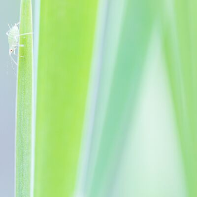 7. Platz: Hugo Wassermann - Laus