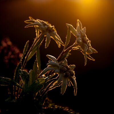 9. Platz: Gottfried Seeber - Edelweiss im Abendlicht