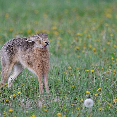 9. Platz: Erich Obkircher - Hase
