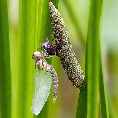 10. Platz: Ezio Fumanelli - Libelle Libellula