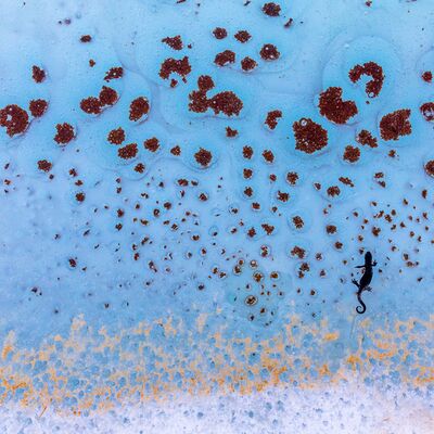 2. Platz: Manuel Plaickner - Bergmolch