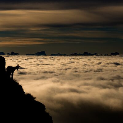 5. Platz: Lukas Schäfer - Steinbock und Hochnebel