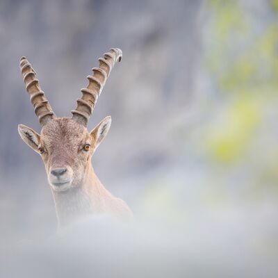 5. Platz: Silvan Lamprecht - Steinbock