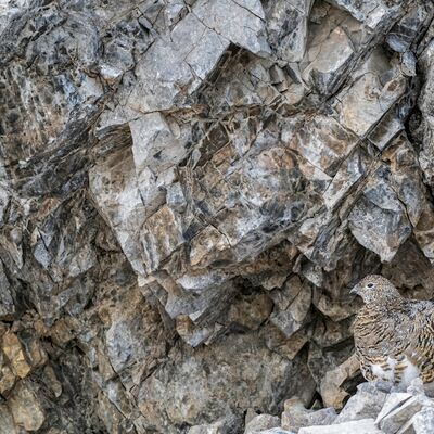 5. Platz: Claudio Sferra - Mimetismus