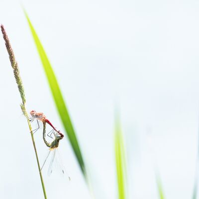 7. Platz: Ulrike Ploner - Libellen Paarungsrad