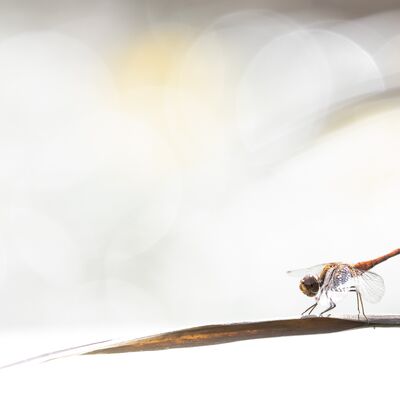 8. Platz: Gerd Tauber - Libelle im Schilf