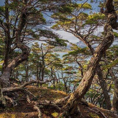 9. Platz: Maurizio Barchi - alberi secolari