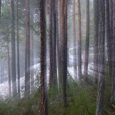 5. Platz: Erlacher Paolo - Waldstimmung