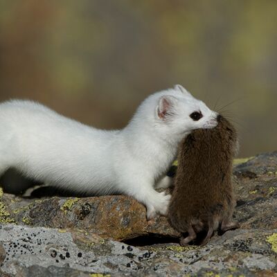 2. Platz: Walter Pallaoro - Hermelin