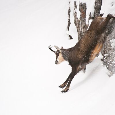 8. Platz: Gerhard Tauber - Gämse auf der Flucht