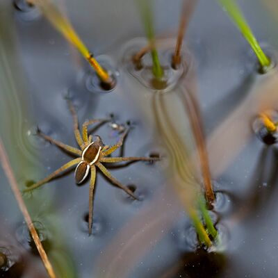 10. Platz: Sepp Hackhofer - Listspinne