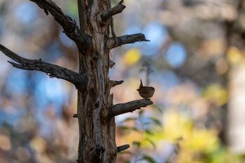 io sono il re di questo albero