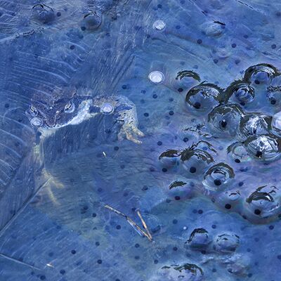 3. Platz: Sepp Hackhofer - Grasfrosch unter Eis