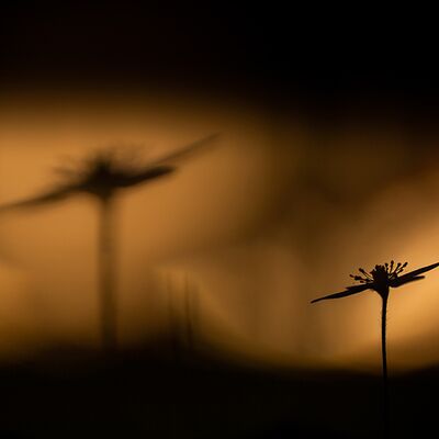 4. Platz: Silvan Lamprecht - Leberblümchen