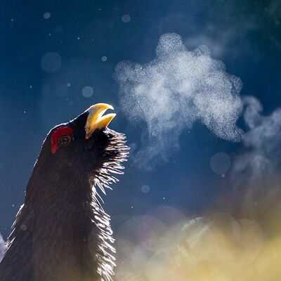 6. Platz: Manuel Plaickner - Hauch