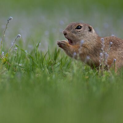 7. Platz: Sepp Hackhofer - Ziesel