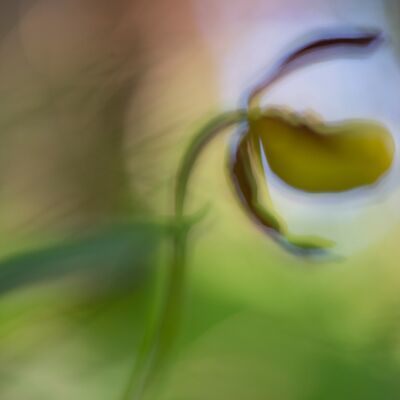 9. Platz: Annamaria Pernstich - Cypripedium