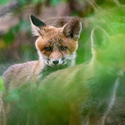 10. Platz: Franz Josef Somvi - Füxlein