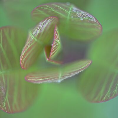 10. Platz: Roberto Siniscalchi - Cotynus