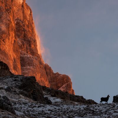 10. Platz: Walter Oberlechner - Gämse