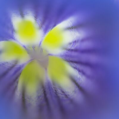 10. Platz: Hannes Mitterrutzner - Enzian