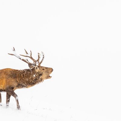 2. Platz: Manuel Plaickner - Hirschbrunft