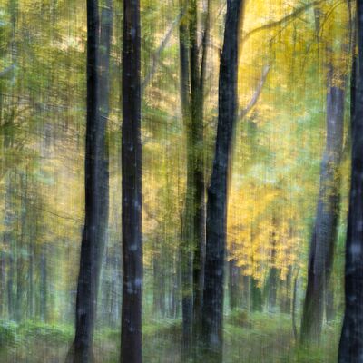 5. Platz: Giovanni Maurizi - Faggeta autunnale