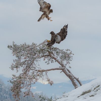 6. Platz: Reinhard Arnold - Angriff von oben