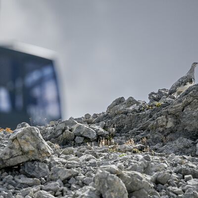 7. Platz: Maurizio Barchi - pernice in funivia